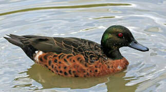 Chestnut Teal