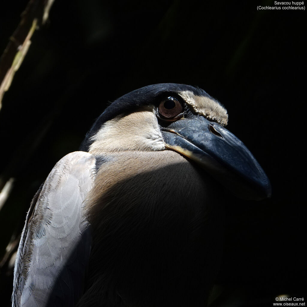 Boat-billed Heronadult, close-up portrait