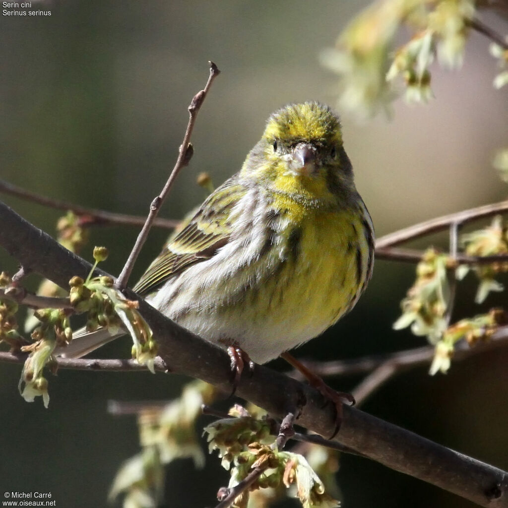 European Serin male adult breeding