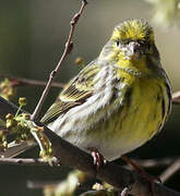 European Serin