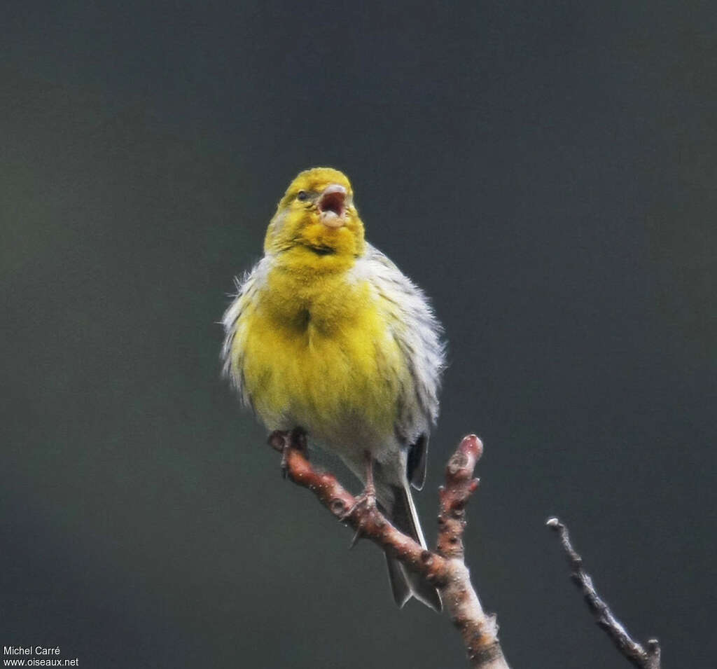 Serin des Canaries mâle adulte nuptial, chant