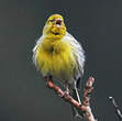 Serin des Canaries