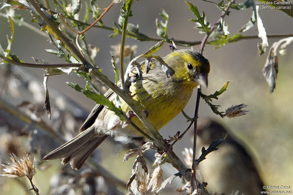 Serin des Canaries mâle adulte nuptial