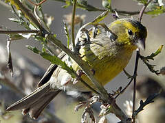 Serin des Canaries