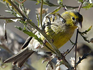 Serin des Canaries