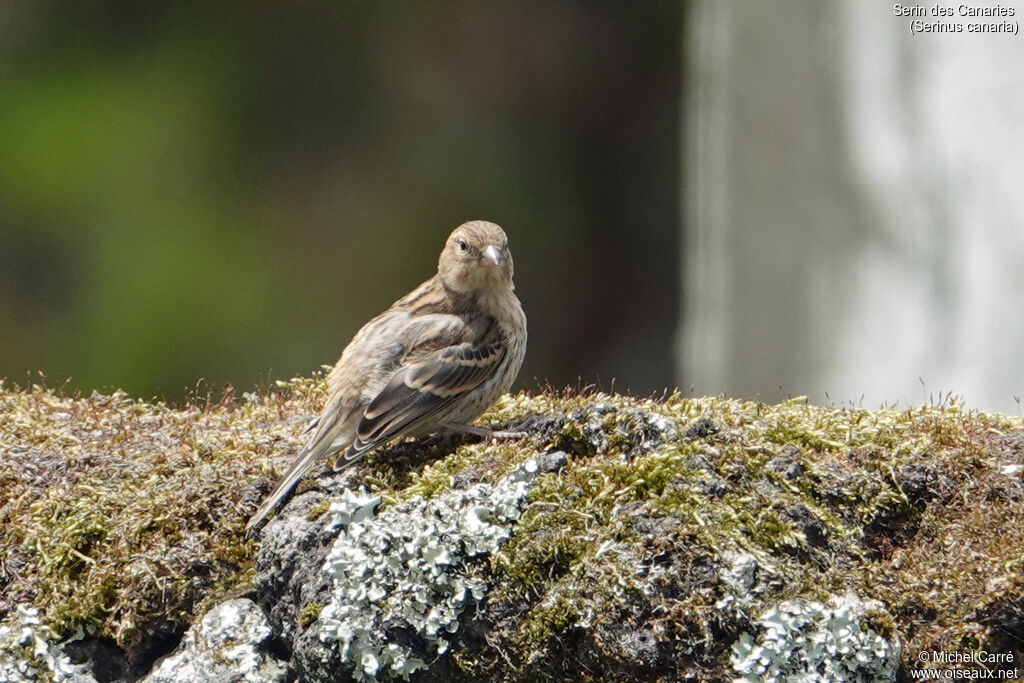 Serin des Canaries femelle adulte