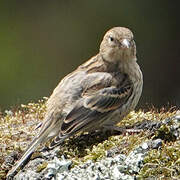 Serin des Canaries