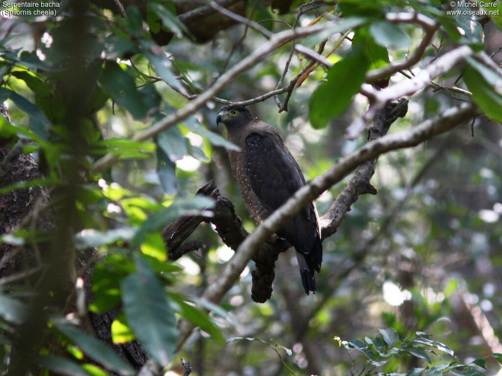 Crested Serpent Eagle