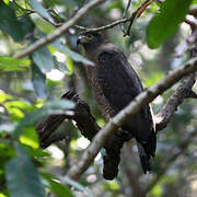 Crested Serpent Eagle