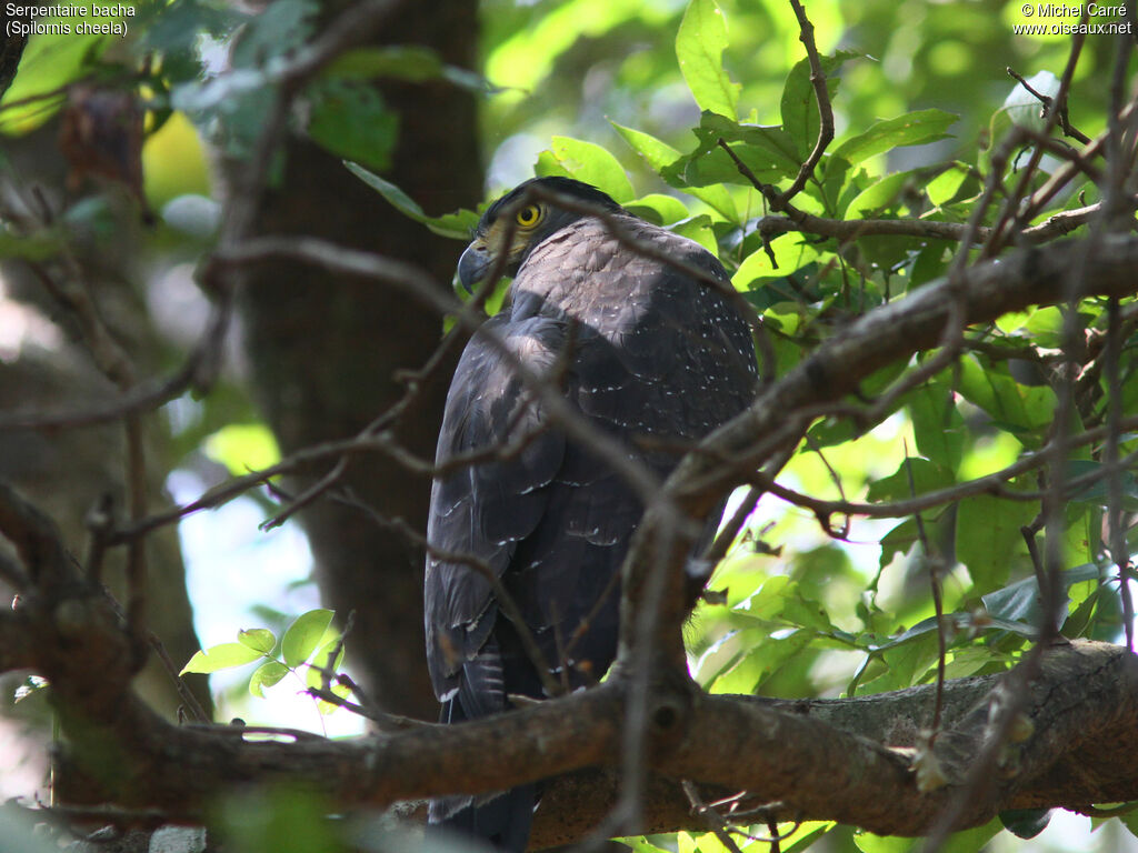 Crested Serpent Eagle