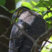 Crested Serpent Eagle