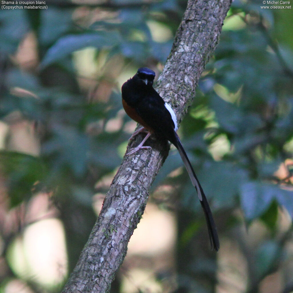 White-rumped Shama male adult