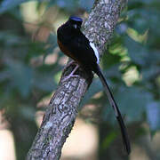 White-rumped Shama