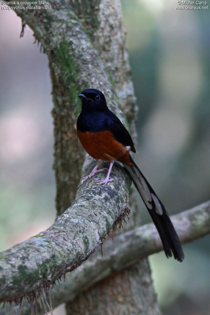 White-rumped Shama male adult