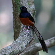 White-rumped Shama