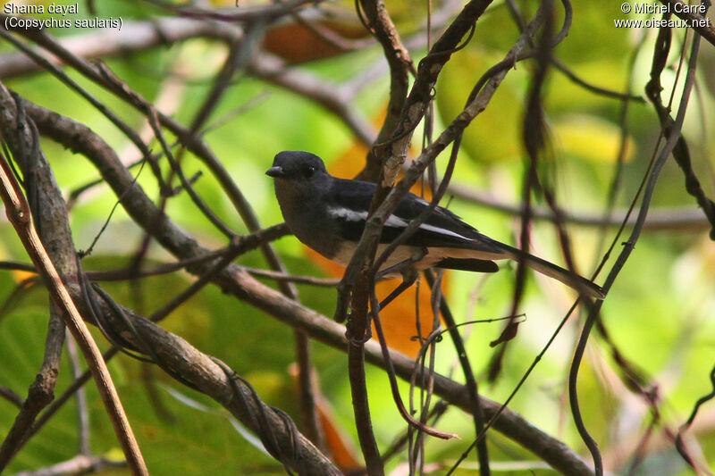 Oriental Magpie-Robin female adult