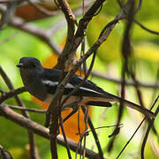 Oriental Magpie-Robin