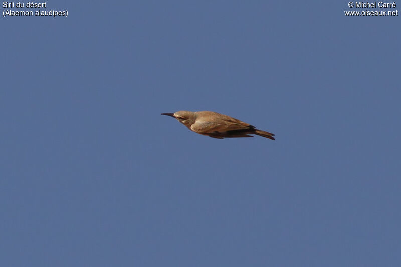 Greater Hoopoe-Lark, Flight