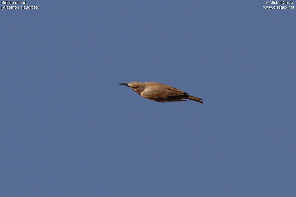 Greater Hoopoe-Lark, Flight