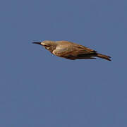 Greater Hoopoe-Lark