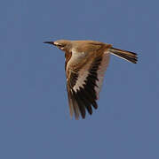 Greater Hoopoe-Lark