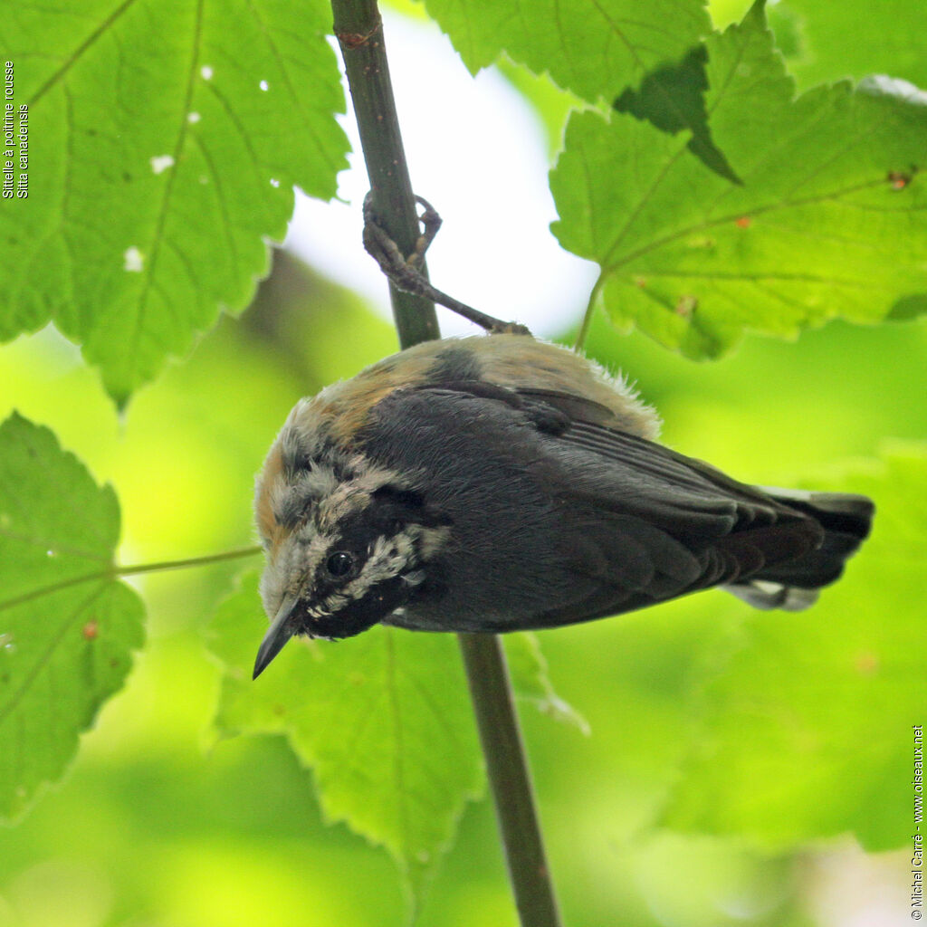 Red-breasted Nuthatch female