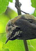 Red-breasted Nuthatch