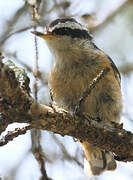 Red-breasted Nuthatch