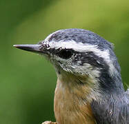 Red-breasted Nuthatch