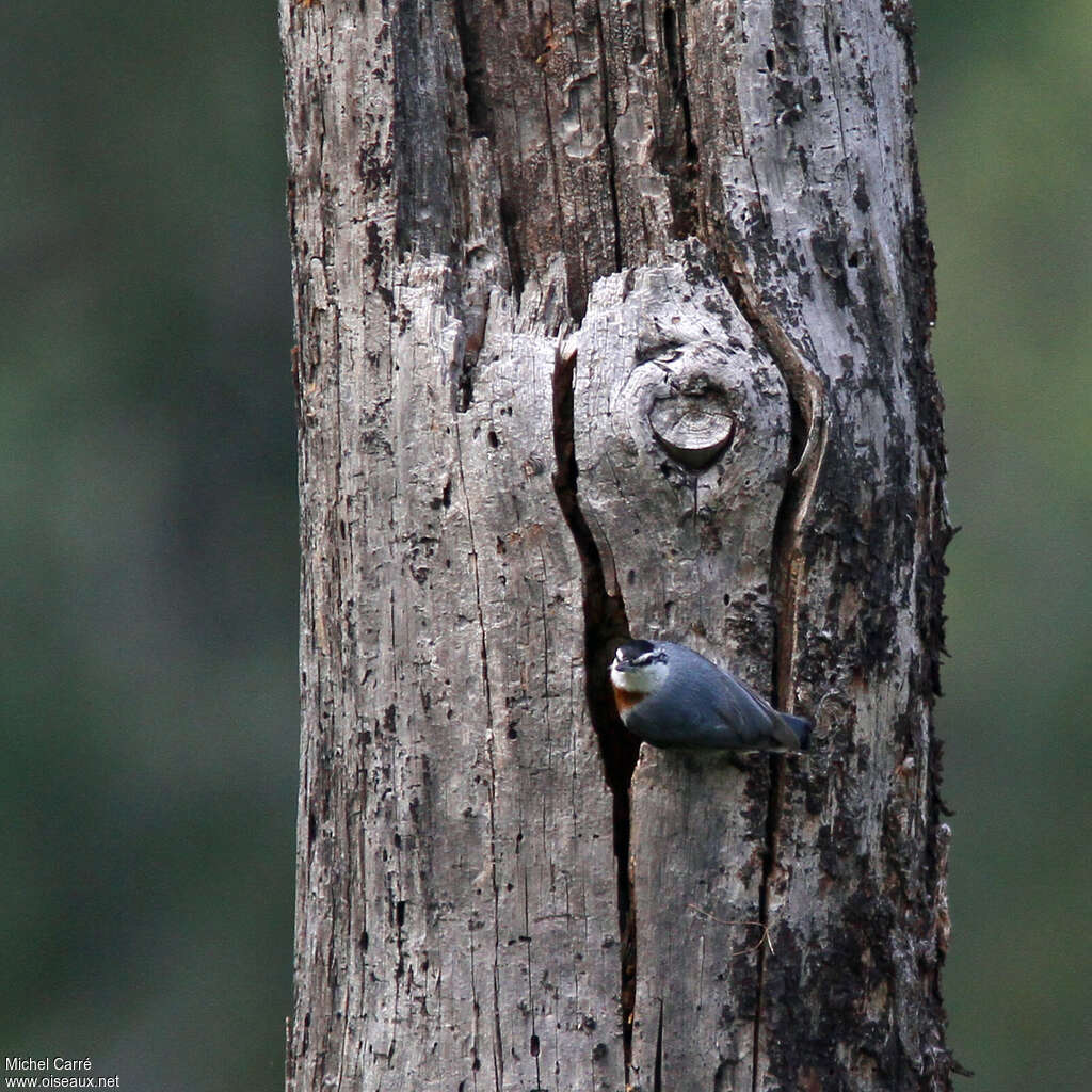 Krüper's Nuthatch male adult, pigmentation, Reproduction-nesting