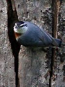 Krüper's Nuthatch