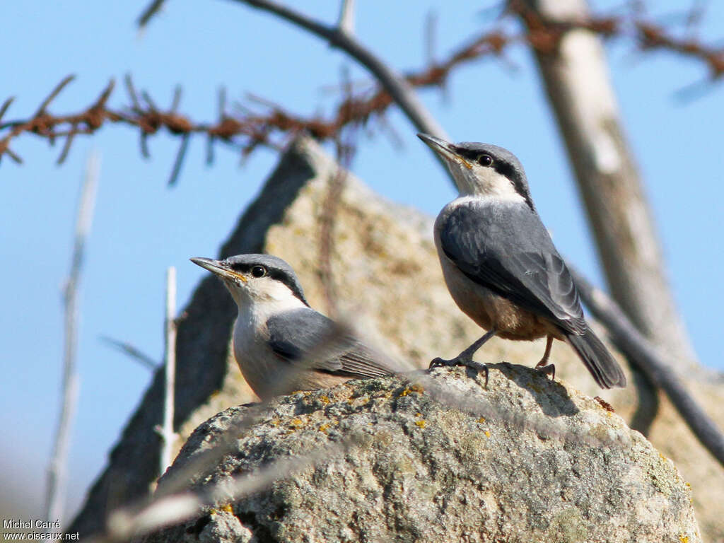 Sittelle de Neumayerjuvénile, identification