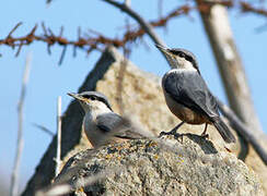 Western Rock Nuthatch