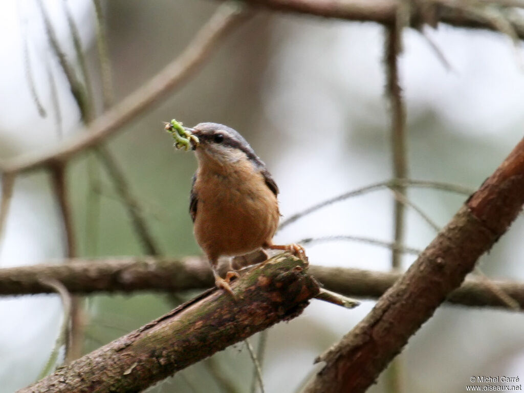 Eurasian Nuthatch