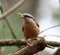 Eurasian Nuthatch