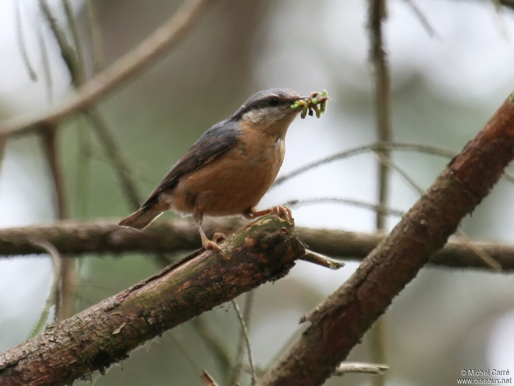 Eurasian Nuthatch