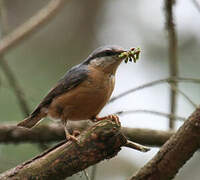 Eurasian Nuthatch