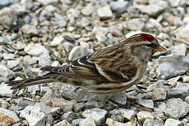 Lesser Redpoll