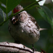 Common Redpoll