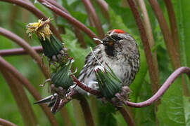 Common Redpoll