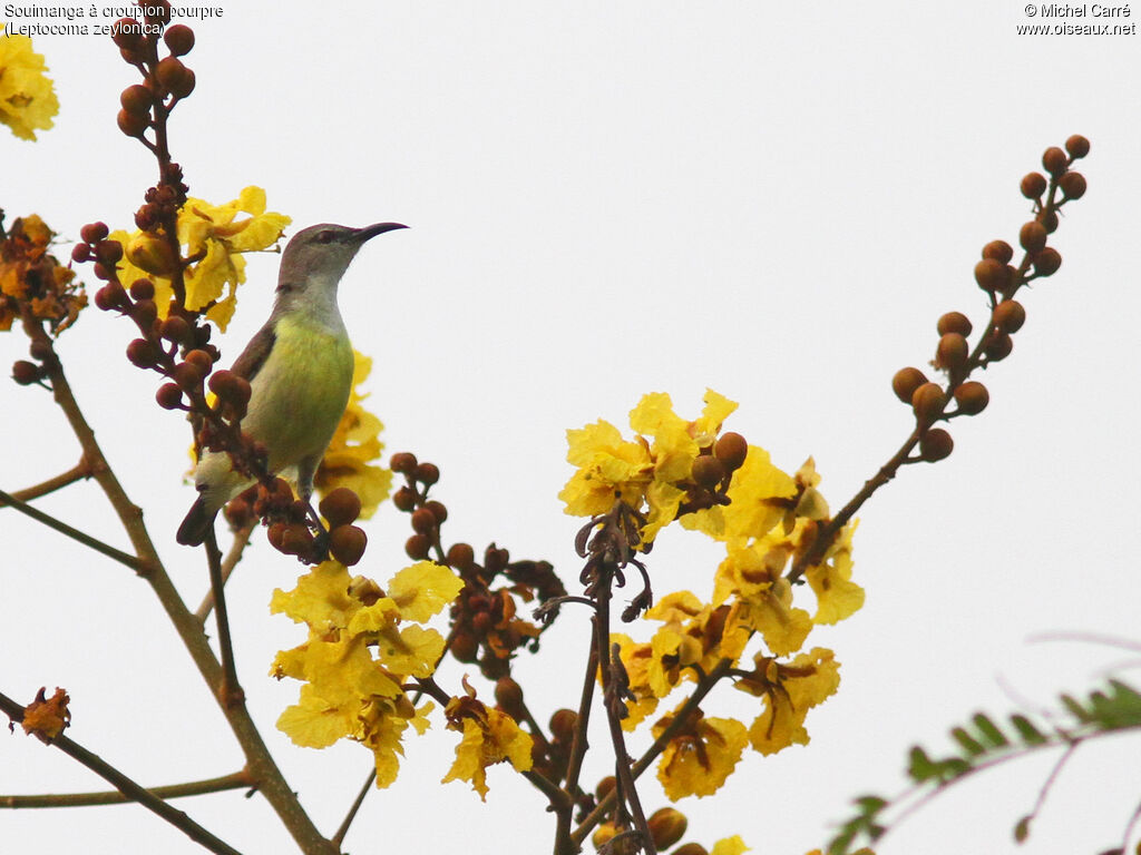 Purple-rumped Sunbird female adult