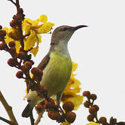 Purple-rumped Sunbird