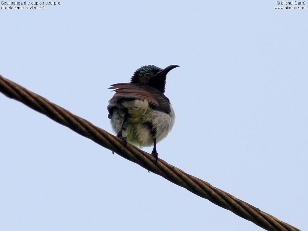 Purple-rumped Sunbird male