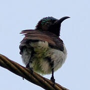 Purple-rumped Sunbird