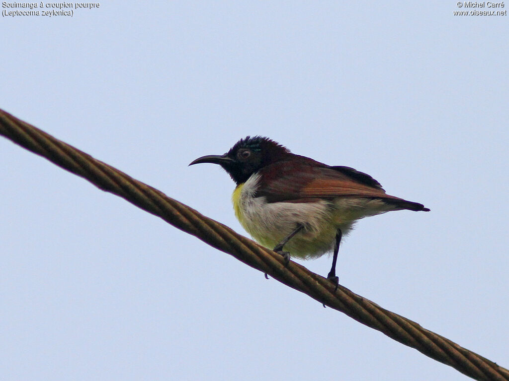 Purple-rumped Sunbird male