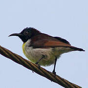 Purple-rumped Sunbird