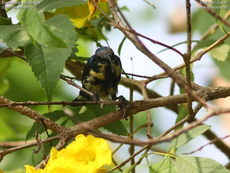 Purple Sunbird male adult transition, moulting