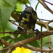 Purple Sunbird