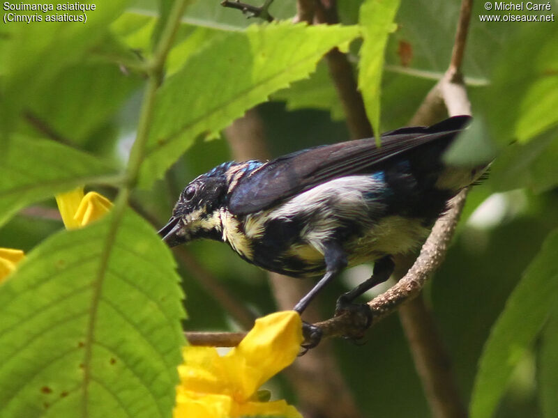 Purple Sunbird male adult transition, moulting