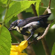 Purple Sunbird